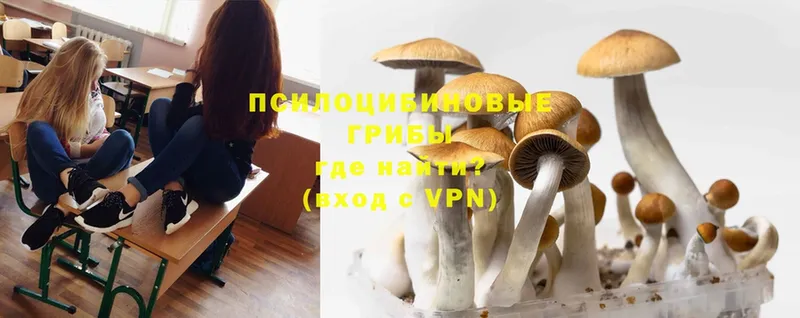 Псилоцибиновые грибы Psilocybe  Карабулак 